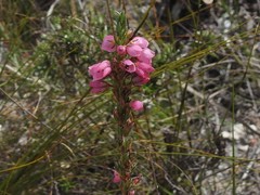 Erica elimensis