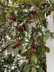 Magnoliopsida
