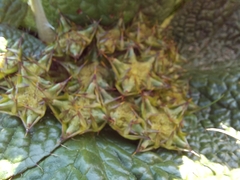 Arctopus echinatus