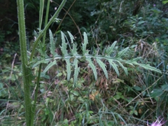 Cirsium rivulare