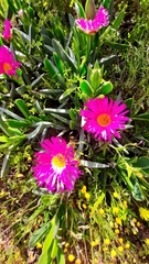 Carpobrotus quadrifidus