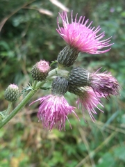 Cirsium rivulare