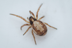 Hypsosinga albovittata