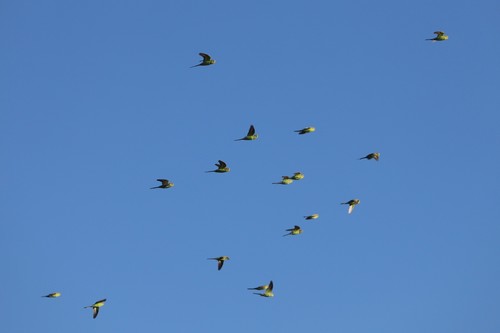 Budgerigar