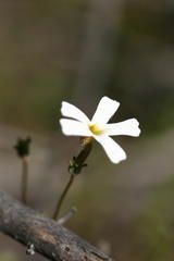 Jamesbrittenia argentea