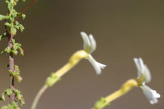 Jamesbrittenia argentea