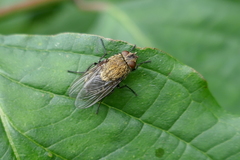 Pollenia rudis