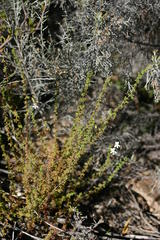 Jamesbrittenia argentea