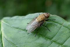 Pollenia rudis