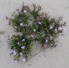 Chaenostoma integrifolium