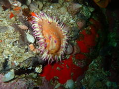 Anthostella stephensoni