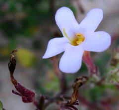 Chaenostoma integrifolium