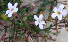 Chaenostoma integrifolium