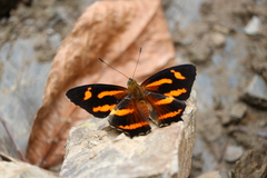 Symbrenthia hypselis