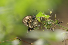 Papilio xuthus