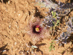 Zulu Warrior (Huernia appendiculata)