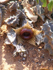 Ceropegia zebrina