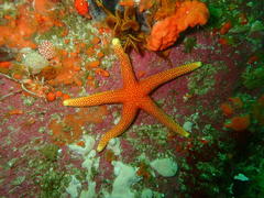 Fromia schultzei