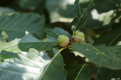 Quercus mongolica