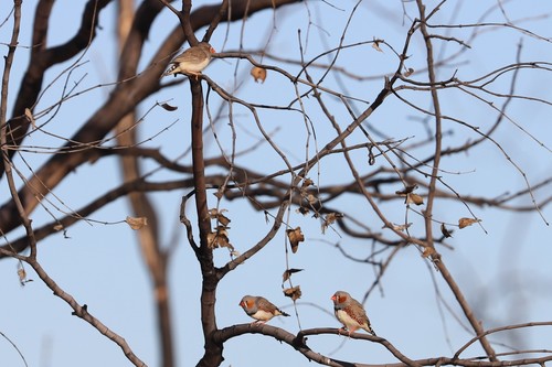 Zebra Finch