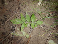 Valeriana alternifolia