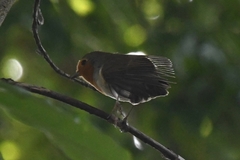 Erithacus rubecula