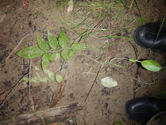 Valeriana alternifolia