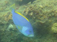 Epinephelus flavocaeruleus