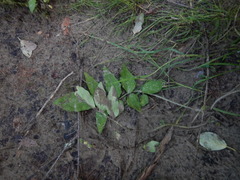 Valeriana alternifolia