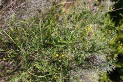 Senecio angustifolius