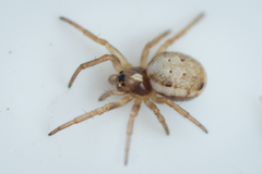 Hypsosinga albovittata