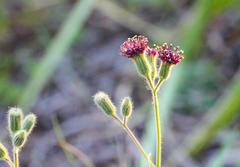 Senecio glanduloso-lanosus