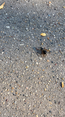 Dolichovespula maculata