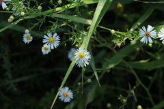 Symphyotrichum pilosum