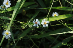 Symphyotrichum pilosum