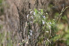 Cyphia digitata digitata