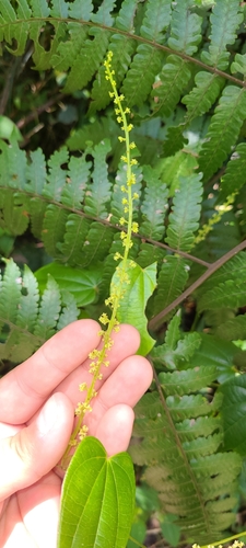 himber (Dioscorea cordata)