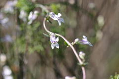 Cyphia digitata digitata