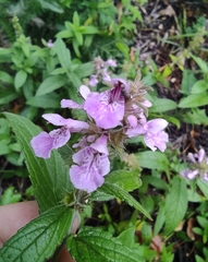 Stachys palustris