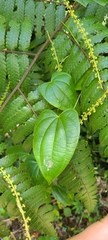 Dioscorea cordata