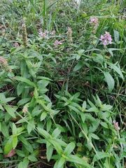 Stachys palustris