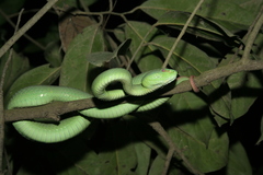 Trimeresurus guoi
