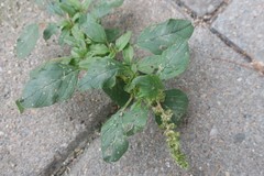 Amaranthus blitum