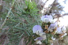 Psoralea affinis