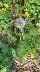 Echinops ritro