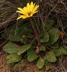 Haplocarpha parvifolia