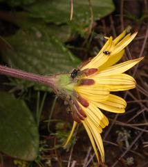 Haplocarpha parvifolia