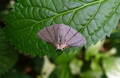 Orudiza protheclaria