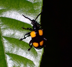 Lilioceris quadripustulata