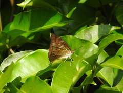 Euthalia aconthea gurda